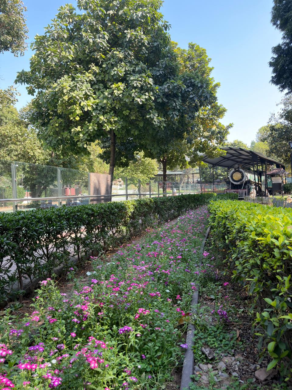 Train-side planting and maintained hedges